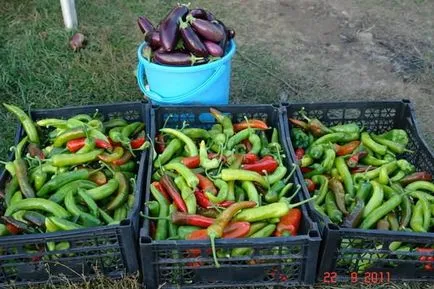 Când să planteze ardei iute pe răsaduri să crească o grădină!