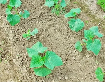 Când plantarea răsadurilor de castraveți pentru seră ca sămânță, plantare și video, cultură acasă,