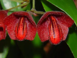 Растение aeschynanthus (aeschynanthus)