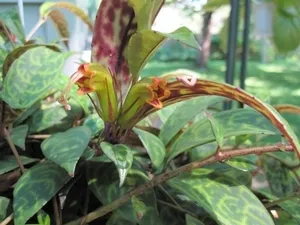 Растение aeschynanthus (aeschynanthus)