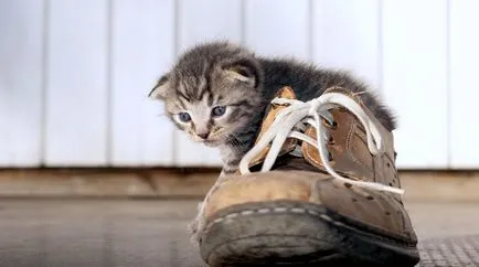 Котките не съжалявам обувката да се отървете от миризмата на урина, ако котката е маркирана обувки, премахване на миризмата на котки
