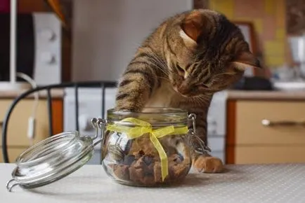Кат иска да играе как да се готвя лакомство за котки
