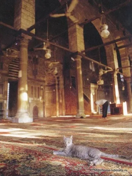 Macskák és az iszlám - pet