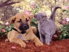 Котенца и кученца, котки и кучета са красиви снимки и тапети - тапети котки