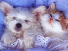 Котенца и кученца, котки и кучета са красиви снимки и тапети - тапети котки