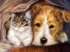 Pii, pisici și câini sunt fotografii și imagini de fundal frumoase - imagini de fundal pisici
