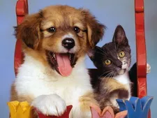Pii, pisici și câini sunt fotografii și imagini de fundal frumoase - imagini de fundal pisici