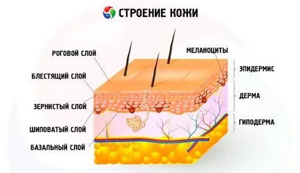 Structura pielii și funcția de piele, este competent pentru sanatate pe ilive