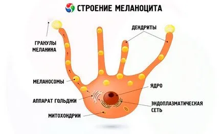 Structura pielii și funcția de piele, este competent pentru sanatate pe ilive