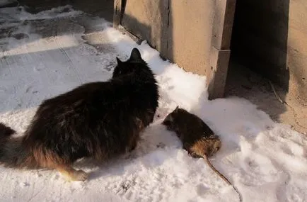 Patkányok az alagsorban egy lakóépület, hogy mit és hol kell menni