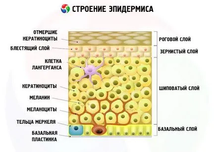 Structura pielii și funcția de piele, este competent pentru sanatate pe ilive