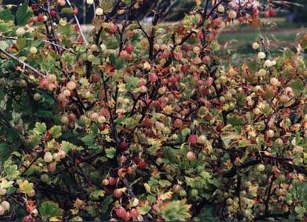 Цариградско грозде засаждане, грижи, сортове, култура, развъждане