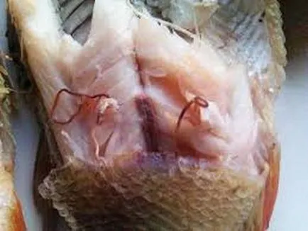 Vörös férgek hal fotó, ez-e vagy sem veszélyes az emberre