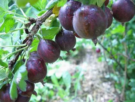 Цариградско грозде засаждане, грижи, сортове, култура, развъждане