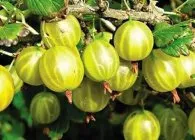 Цариградско грозде засаждане, грижи, сортове, култура, развъждане