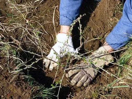 plantare agrișe, de îngrijire, soiuri, cultură, de reproducție