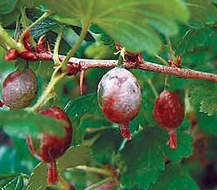 Цариградско грозде засаждане, грижи, сортове, култура, развъждане