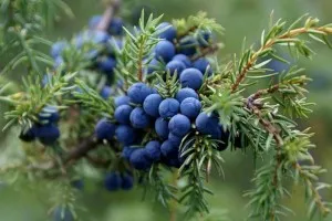 boala de tratament pe bază de plante cerebrovasculare, lumea unei femei