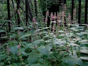 boala de tratament pe bază de plante cerebrovasculare, lumea unei femei