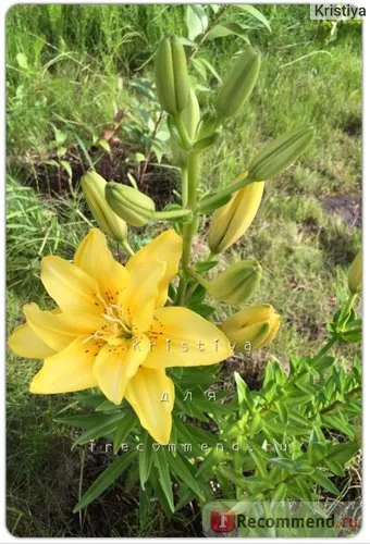 Ázsiai liliom hibrid Fata Morgana (Lilium asiatic hibrid délibáb) - «Lily fátyol Margao