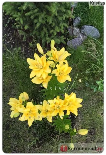 Asiatic hibrid crin Fata Morgana (Lilium Asiatică hibrid Fata Morgana) - «Lily voal Margao