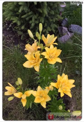 Asiatic hibrid crin Fata Morgana (Lilium Asiatică hibrid Fata Morgana) - «Lily voal Margao