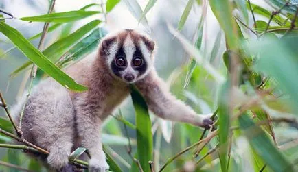 Lemur Lory - fotó, leírás, élőhely, tartalom, vásárlás