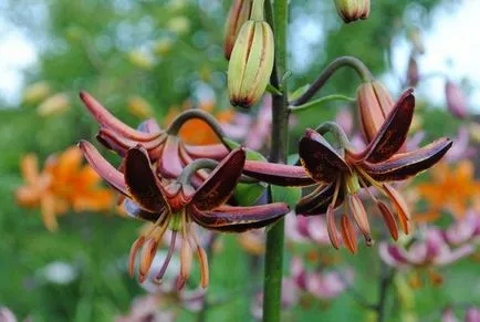 Lily - plantare martagon, îngrijire, caracteristici importante și fotografie