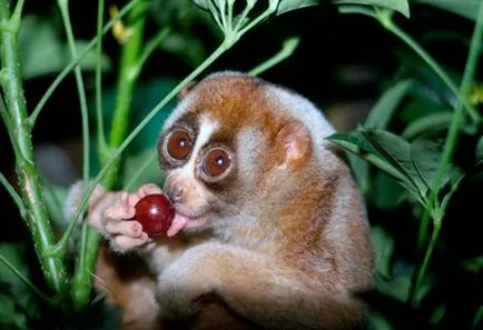 Lemur Lory - fotó, leírás, élőhely, tartalom, vásárlás