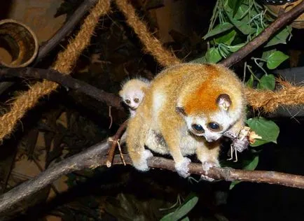 Lemur Lory - fotó, leírás, élőhely, tartalom, vásárlás