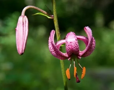 Lily - plantare martagon, îngrijire, caracteristici importante și fotografie