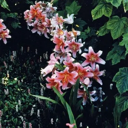 Lily într-un design peisaj de grădină, de plantare exemple fotografie