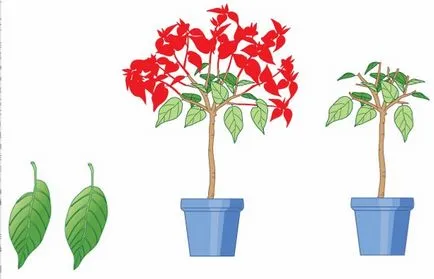 Топ съвети за Brugmansia Care