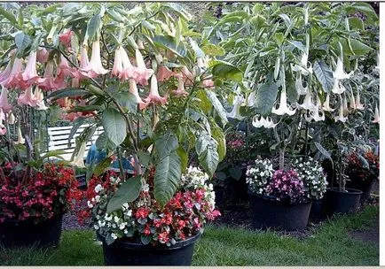 Топ съвети за Brugmansia Care