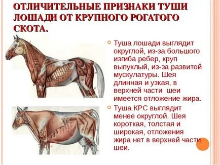 Конна история месо говеждо месо на коневъдството, грижа и поддръжка