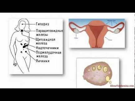 Лутеалната фаза от какво е, кой ден от цикъла се случва, дължината, че е възможно да се забременее