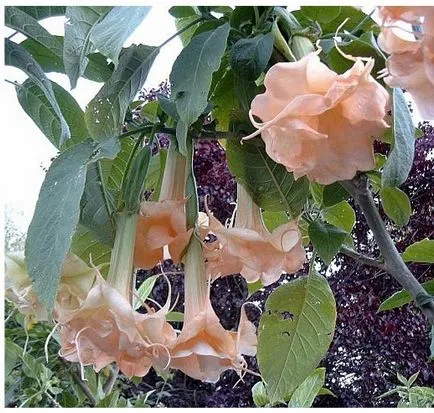 Sfaturi pentru Brugmansia Îngrijire