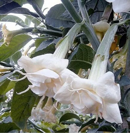 Топ съвети за Brugmansia Care