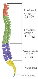 Междупрешленните херния - симптоми и лечение