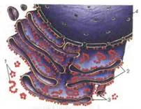 organite membranoase - studopediya