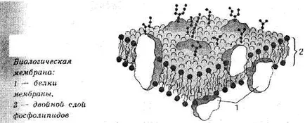 принцип структура клетъчната мембрана