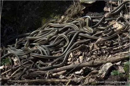 Un loc în care trăiește cel mai mare număr de șerpi pe teren