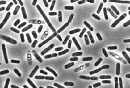 A metronidazol - egy antibiotikum vagy nem 1