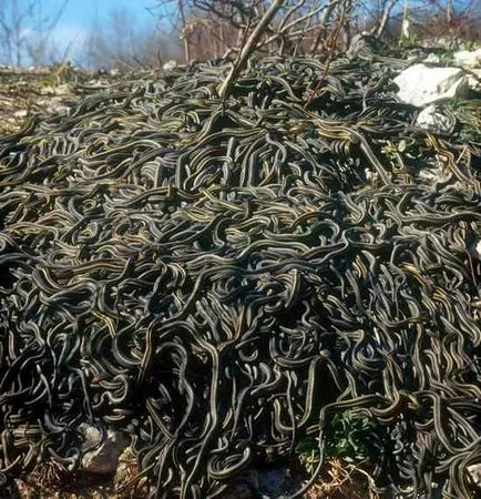 Un loc în care trăiește cel mai mare număr de șerpi pe teren