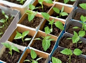 Як можна відрізнити розсаду гіркого перцю від солодкого поради (гіркого) Як можна відрізнити розсаду гіркого перцю від солодкого поради