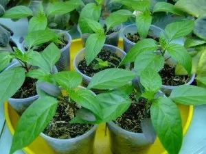 Як можна відрізнити розсаду гіркого перцю від солодкого поради (перцю) Як можна відрізнити розсаду гіркого перцю від солодкого поради