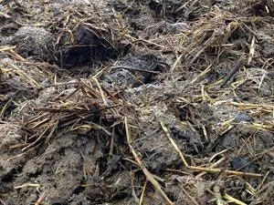 Як на торф'яної грунті зробити грядки (торф'яні) Як на торф'яної грунті зробити грядки