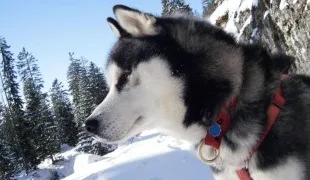 Як намалювати лайку, поради, знання, рішення (намалювати) Як намалювати лайку, поради, знання, рішення