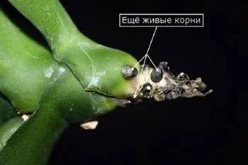 Як наростити коріння у орхідеї фаленопсис інструкція для початківців (наростити) Як наростити коріння у орхідеї фаленопсис інструкція для початківців