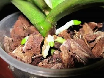 Як наростити коріння у орхідеї фаленопсис інструкція для початківців (фаленопсис) Як наростити коріння у орхідеї фаленопсис інструкція для початківців
